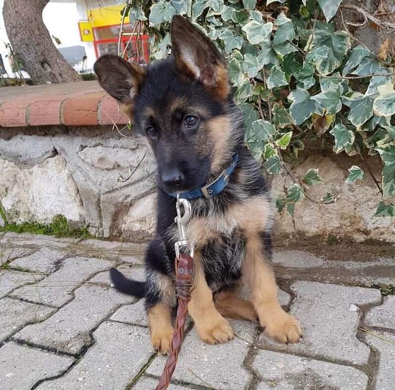 Ciobanesc German, genetica superioara, parinti de import