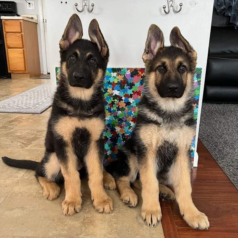 Ciobanesc German, genetica superioara, parinti de import