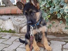 Ciobanesc German, genetica superioara, parinti de import