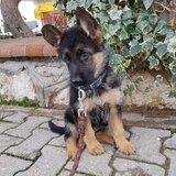 Ciobanesc German, genetica superioara, parinti de import