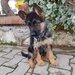 Ciobanesc German, genetica superioara, parinti de import